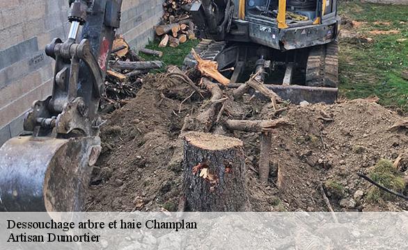 Dessouchage arbre et haie  champlan-91160 Artisan Dumortier